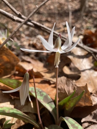 Erythronium albidum