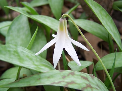 Erythronium albidum var. mesochoreum