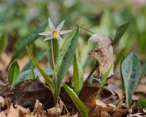 Erythronium albidum var. mesochoreum (Fawnlily) — photo