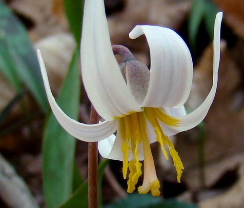 Erythronium albidum var. mesochoreum (Fawnlily) — photo