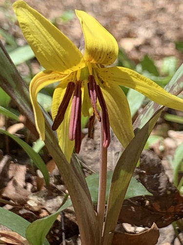 Erythronium americanum (Trout lily) — photo