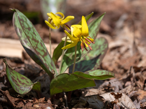 Erythronium americanum (Trout lily) — photo