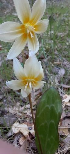 Erythronium californicum (Fawn lily) — photo