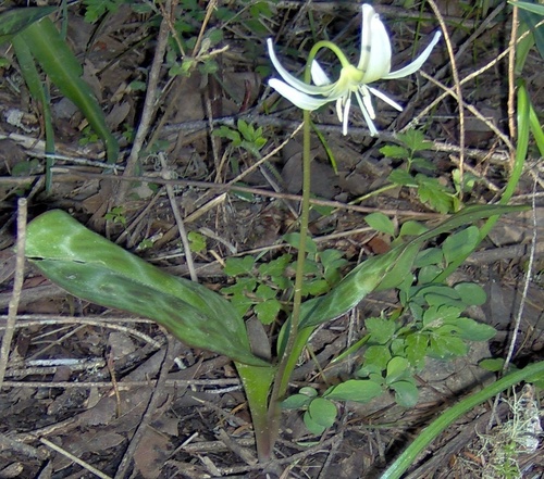 Erythronium californicum (Fawn lily) — photo