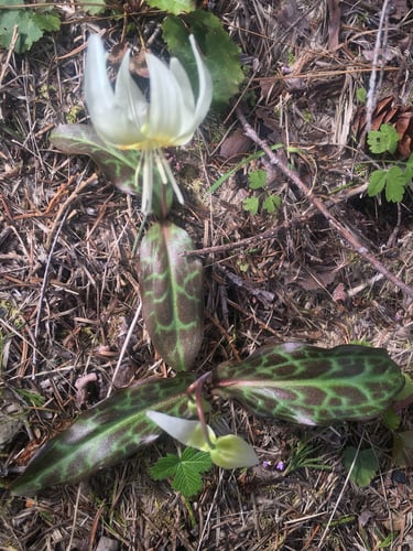 Erythronium californicum