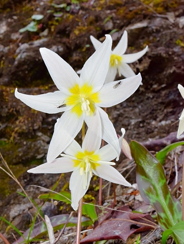 Erythronium citrinum — photo