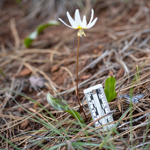Erythronium citrinum — photo