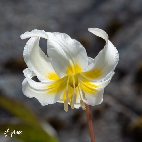 Erythronium citrinum