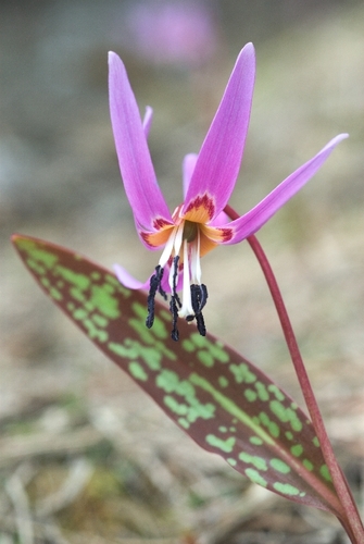 Erythronium dens-canis (Dog's-tooth violet) — photo