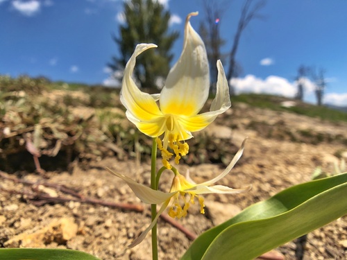 Erythronium grandiflorum (Avalanche lily) — photo