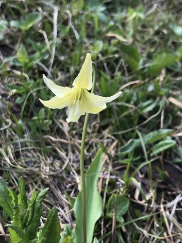 Erythronium grandiflorum (Avalanche lily) — photo