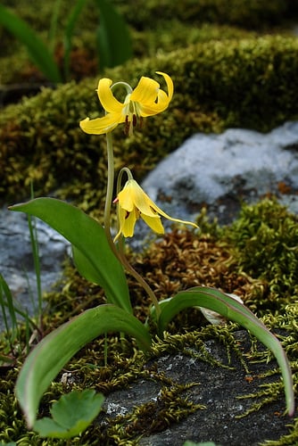 Erythronium grandiflorum