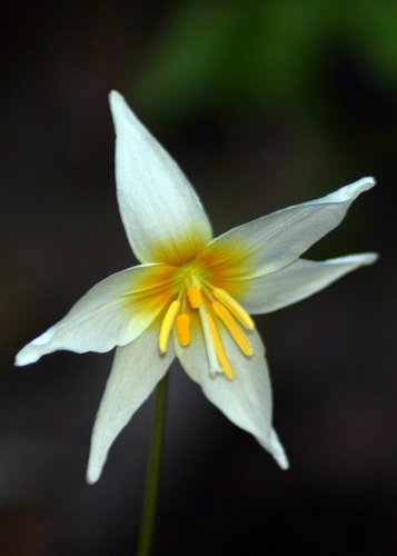 Erythronium helenae (Pacific Fawn-lily) — photo