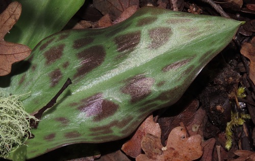 Erythronium hendersonii (Henderson's Fawn-lily) — photo
