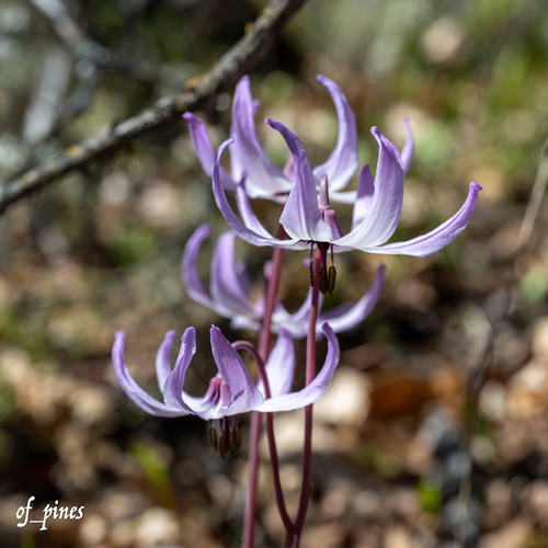 Erythronium hendersonii (Henderson's Fawn-lily) — photo