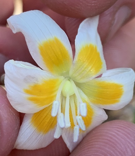 Erythronium howellii (Howell's Fawn-lily) — photo