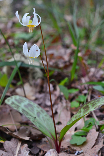 Erythronium howellii (Howell's Fawn-lily) — photo
