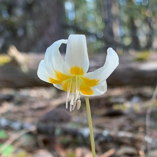 Erythronium howellii
