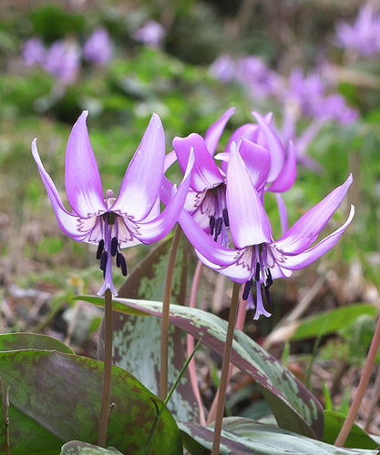 Erythronium japonicum (Katakuri) — photo