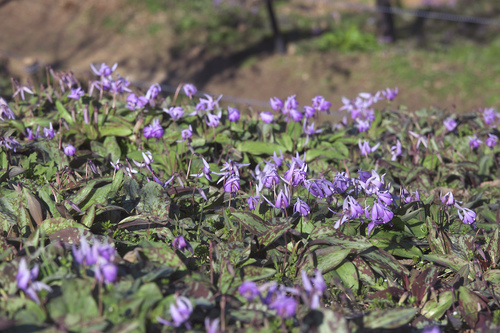Erythronium japonicum (Katakuri) — photo