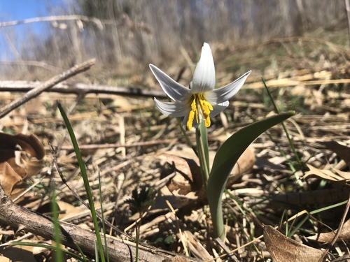 Erythronium mesochoreum (Midland fawnlily) — photo