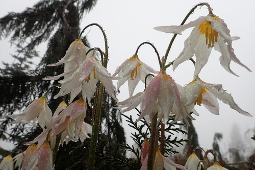 Erythronium montanum (Avelanche lily) — photo