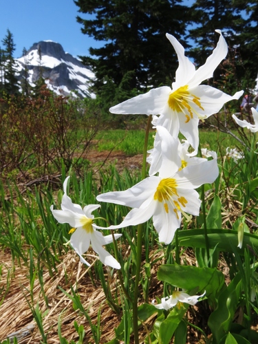 Erythronium montanum (Avelanche lily) — photo