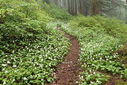 Erythronium montanum