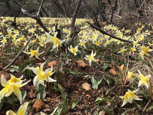 Erythronium multiscapoideum (Sierra Fawn Lily) — photo