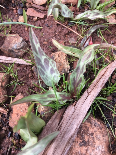 Erythronium multiscapoideum (Sierra Fawn Lily) — photo