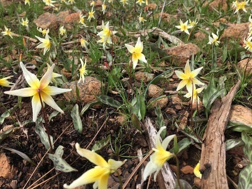 Erythronium multiscapoideum