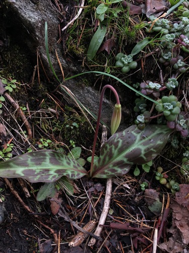 Erythronium oregonum (Giant white fawnlily) — photo