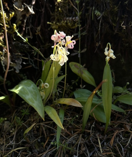 Erythronium oregonum (Giant white fawnlily) — photo