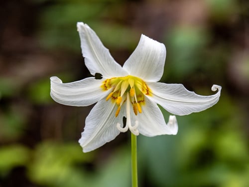 Erythronium oregonum