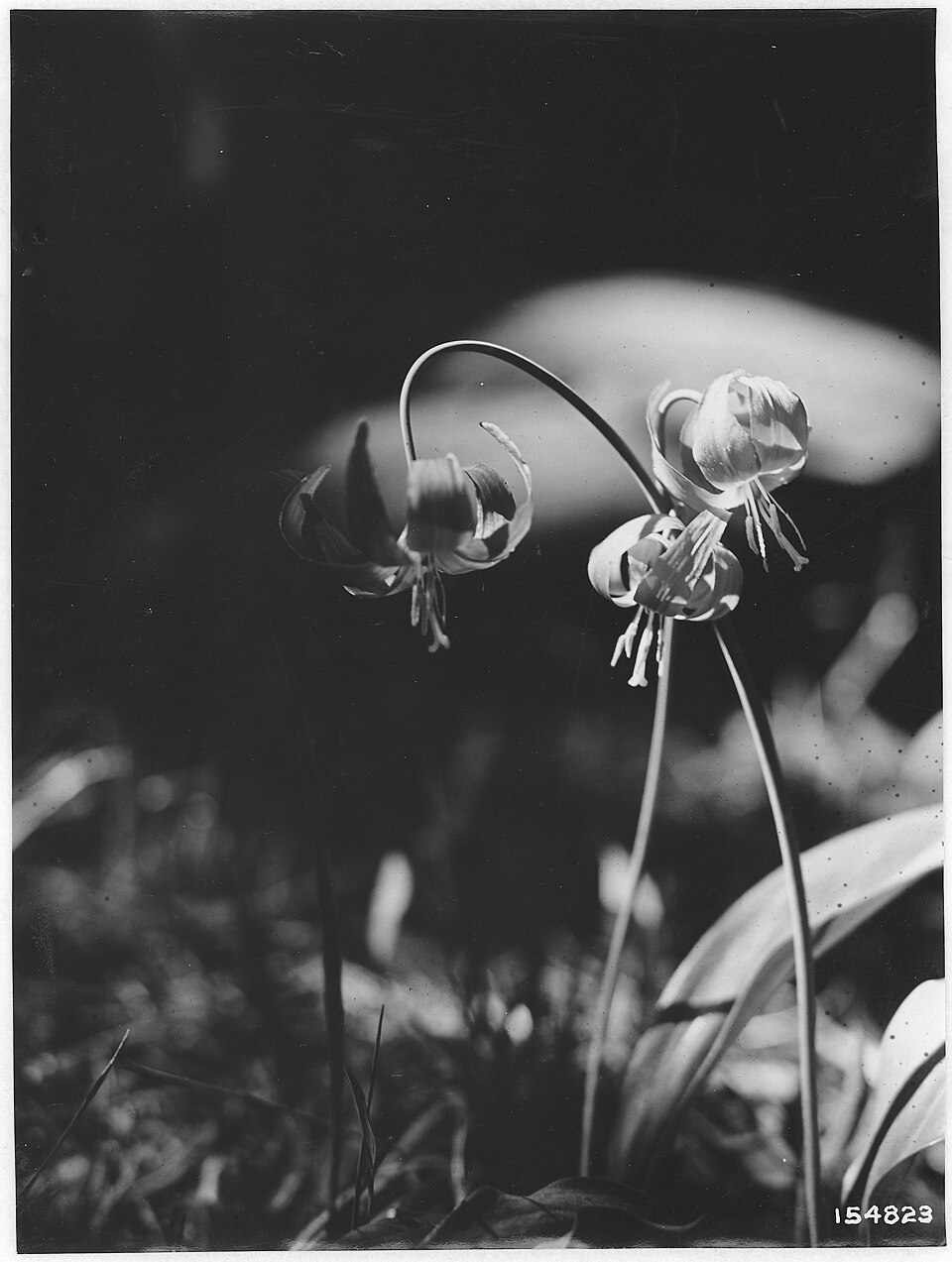 Erythronium parviflorum (Yellow Avalanchelily) — photo