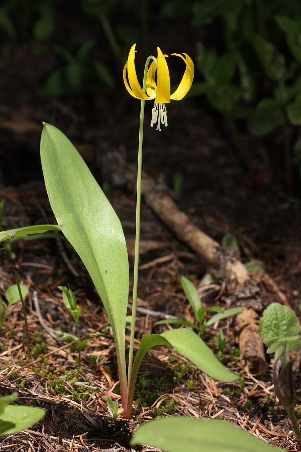 Erythronium parviflorum