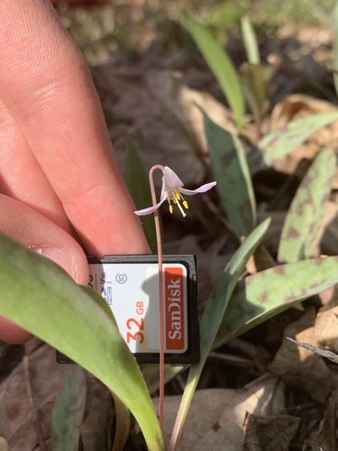 Erythronium propullans (Minnesota dwarf trout lily) — photo