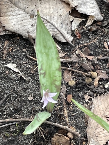 Erythronium propullans (Minnesota dwarf trout lily) — photo