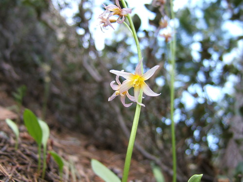 Erythronium purpurascens (Avelanche lily) — photo