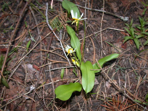 Erythronium purpurascens (Avelanche lily) — photo