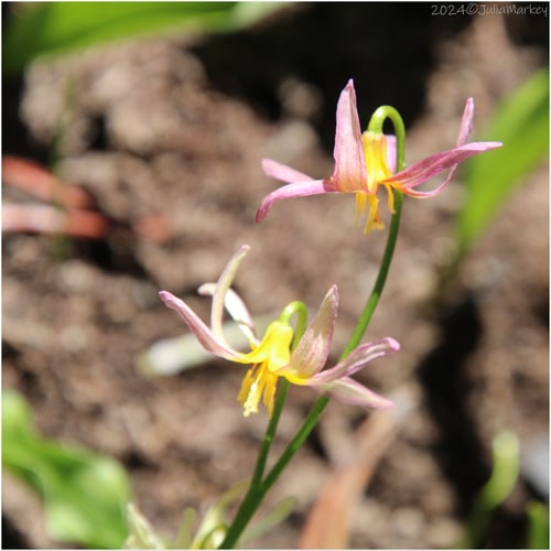 Erythronium purpurascens