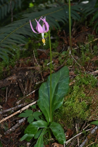 Erythronium revolutum (Pink fawn lily) — photo