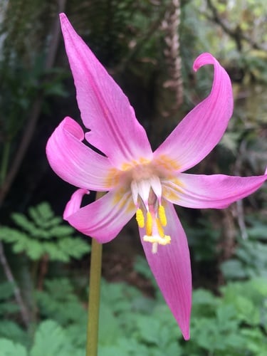 Erythronium revolutum