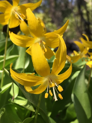 Erythronium tuolumnense (Avelanche lily) — photo