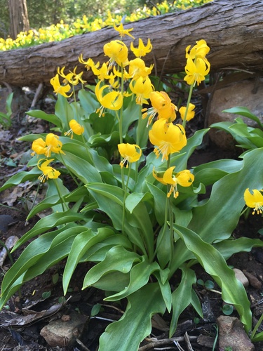 Erythronium tuolumnense (Avelanche lily) — photo