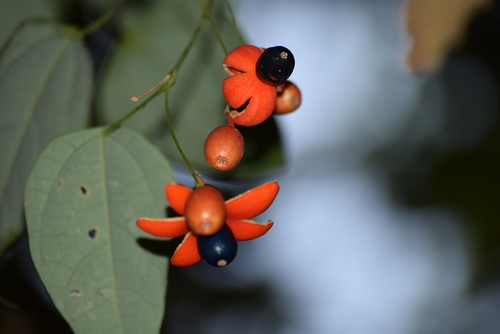 Erythropalum scandens (Vegetable vine) — photo