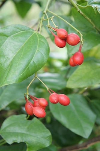 Erythropalum scandens