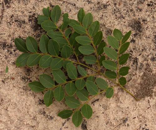 Erythrophleum africanum (Ununza tree) — photo