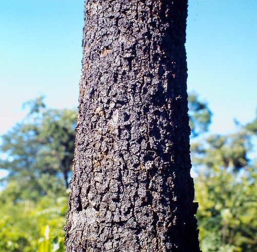Erythrophleum africanum (Ununza tree) — photo