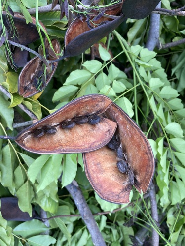 Erythrophleum suaveolens — photo